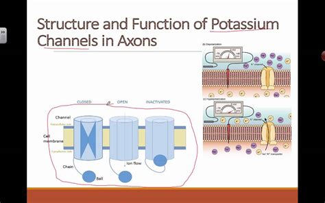 Potassium Channels, Structure and Function 